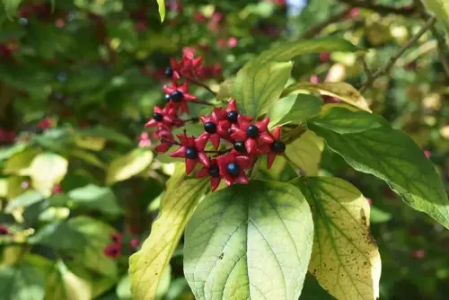 Clerodendrum trichotomum Kansenboom - afbeelding 1