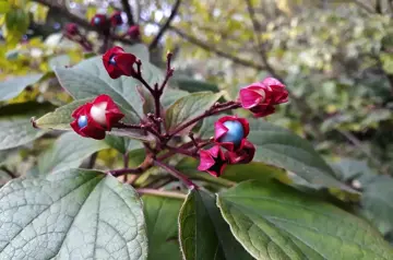 Clerodendrum trichotomum Kansenboom - afbeelding 3