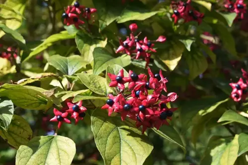 Clerodendrum trichotomum Kansenboom - afbeelding 2