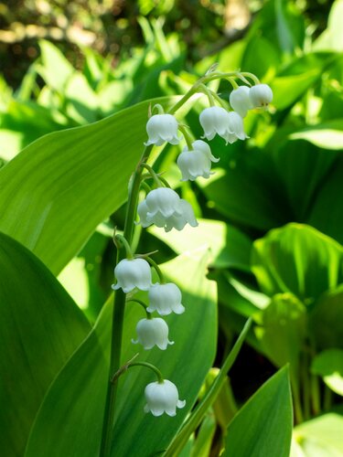 Convallaria majalis