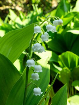 Convallaria majalis