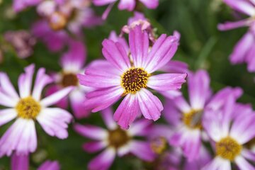 Coreopsis American Dreamq