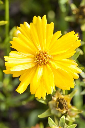 Coreopsis vert. 'Grandiflora' - afbeelding 1