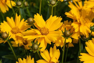 Coreopsis vert. 'Grandiflora' - afbeelding 2
