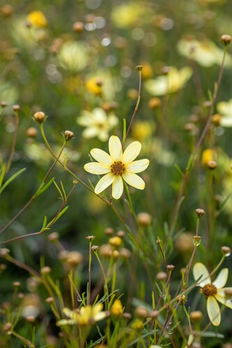 Coreopsis vert. 'Moonbeam' - afbeelding 1
