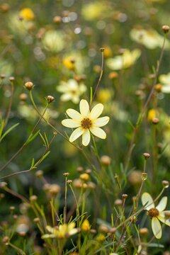 Coreopsis vert. 'Moonbeam' - afbeelding 1