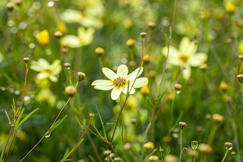 Coreopsis vert. 'Moonbeam' - afbeelding 1