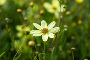 Coreopsis vert. 'Moonbeam' - afbeelding 2