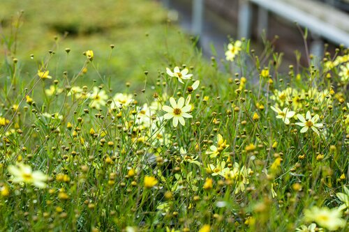 Coreopsis vert. 'Moonbeam' - afbeelding 2