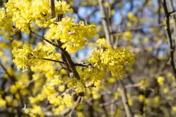 Cornus mas Gele kornoelje - afbeelding 1