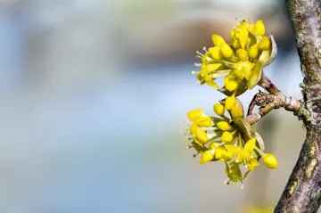 Cornus mas Gele kornoelje - afbeelding 2