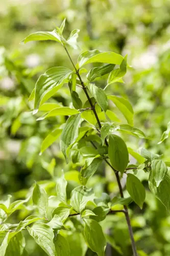 Cornus mas Gele kornoelje - afbeelding 3