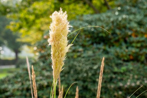Cortaderia Selloana Pumila - afbeelding 2