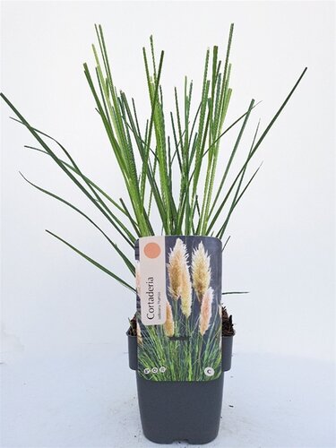 Cortaderia Selloana Pumila - afbeelding 1