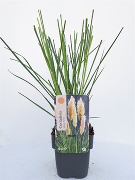 Cortaderia Selloana Pumila - afbeelding 1