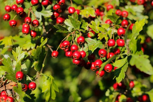 Crataegus monogyna 60 - 100cm