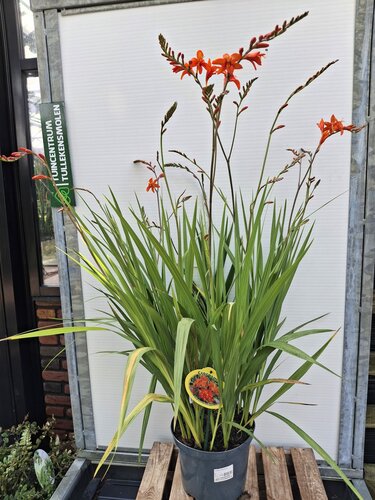 Crocosmia 'Masoniorum' - afbeelding 1