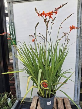 Crocosmia 'Masoniorum' - afbeelding 1