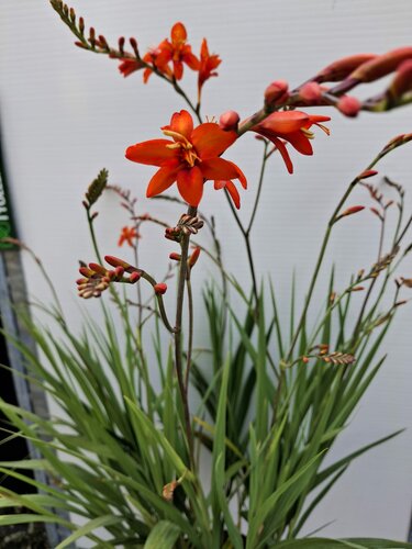 Crocosmia 'Masoniorum' - afbeelding 2