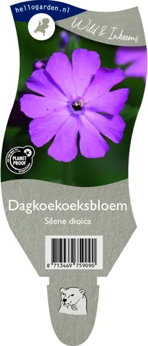 Dagkoekoeksbloem