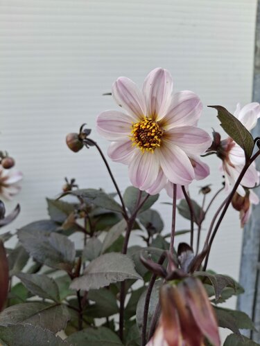Dahlia  - afbeelding 2