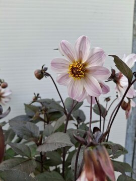 Dahlia  - afbeelding 2