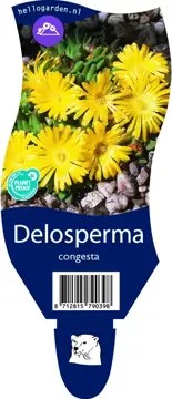 Delosperma congesta