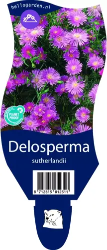 Delosperma sutherlandii