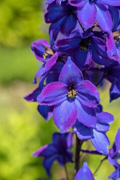 Delphinium 'Black Knight' - afbeelding 1