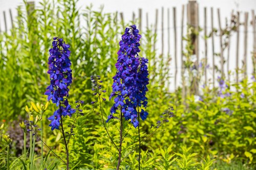 Delphinium 'Black Knight' - afbeelding 2