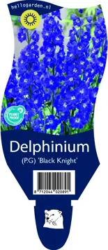 Delphinium (P.G.) 'Bl.Knight'