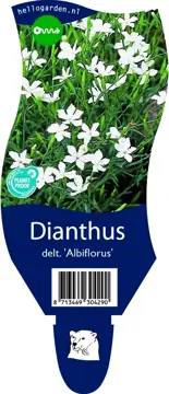 Dianthus delt. 'Albiflorus'