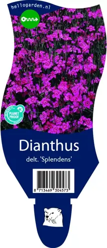 Dianthus delt. 'Splendens'