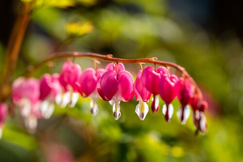 Dicentra Spectabilis - afbeelding 2