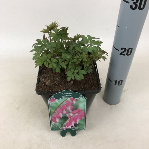 Dicentra Spectabilis - afbeelding 1