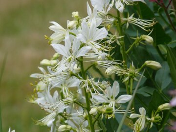 Dictamnus albus Albiflorus - afbeelding 1