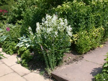 Dictamnus albus Albiflorus - afbeelding 2