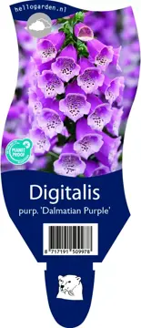 Digitalis purp. 'Dalmatian Purple'