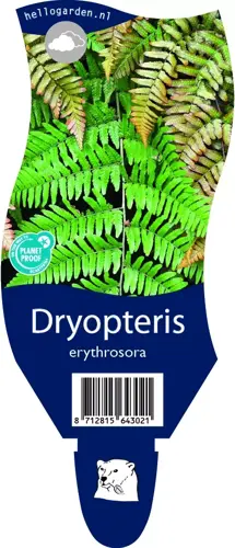 Dryopteris erythrosora