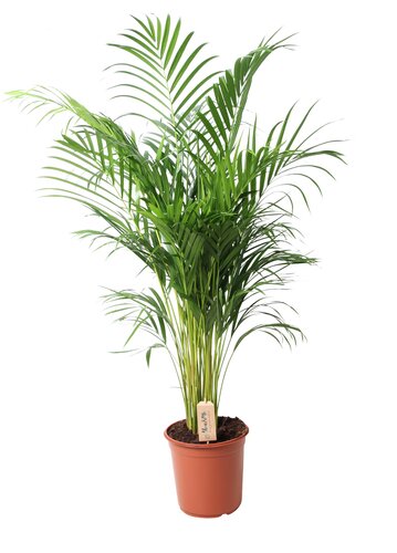 Dypsis lutescens Arecapalm - afbeelding 1