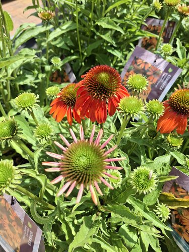 Echinacea 4 kleuren - afbeelding 1