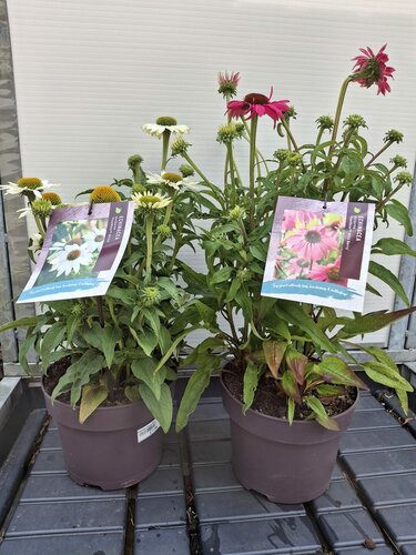Echinacea 4 kleuren - afbeelding 2