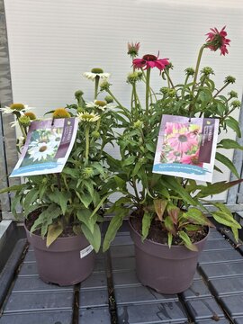 Echinacea 4 kleuren - afbeelding 2