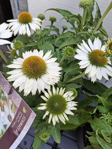 Echinacea 4 kleuren - afbeelding 3