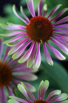 Echinacea Green Twister