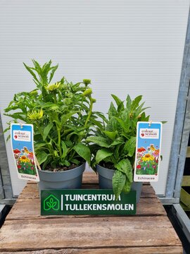 Echinacea mix - P19 - afbeelding 2