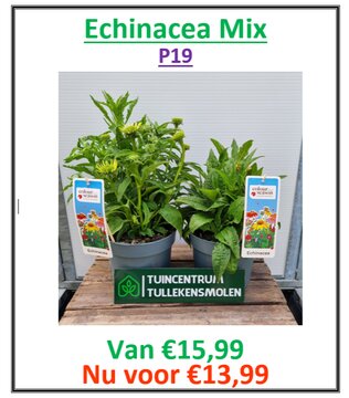 Echinacea mix - P19 - afbeelding 1