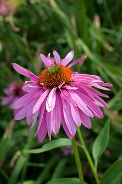 Echinacea p. 'Double-Decker'
