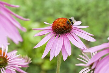 Echinacea purp. 'Magnus' - afbeelding 1