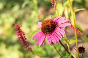 Echinacea purp. 'Magnus' - afbeelding 2